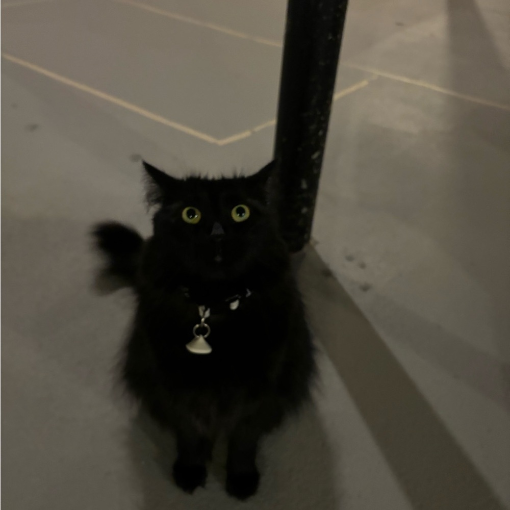 SOLD POSH WONT LET ME DELETE BC‎ OF THEIR DUMB POLICY DO NOT BUY